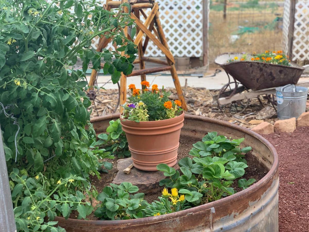 Zion'S Backyard Bed And Breakfast Colorado City Eksteriør bilde